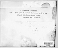 Flammulina velutipes image